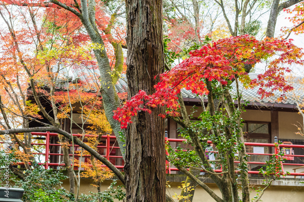 今熊野観音寺(京都府東山区)の紅葉