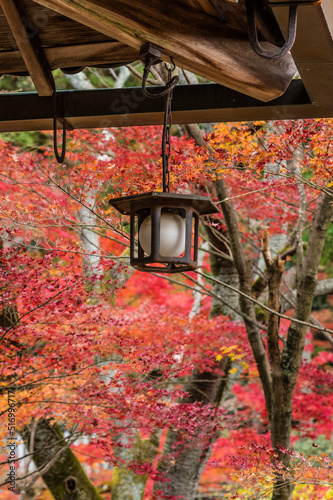 Obraz na płótnie 今熊野観音寺(京都府東山区)の紅葉 w salonie