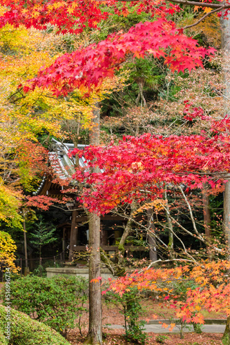 Obraz na płótnie 今熊野観音寺(京都府東山区)の紅葉 w salonie