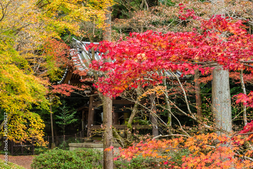 Obraz na płótnie 今熊野観音寺(京都府東山区)の紅葉 w salonie