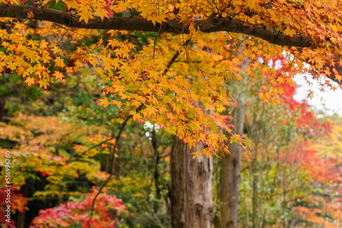 Obraz na płótnie 今熊野観音寺(京都府東山区)の紅葉 w salonie
