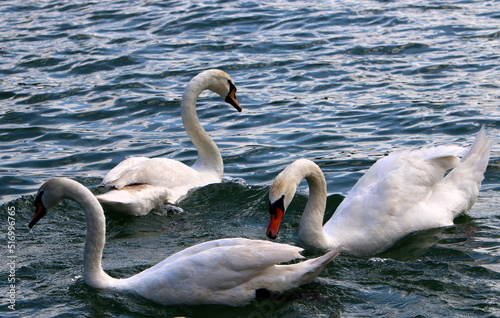 Fototapeta Naklejka Na Ścianę i Meble -  White swan on the lake