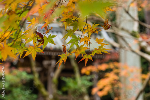Obraz na płótnie 今熊野観音寺(京都府東山区)の紅葉 w salonie
