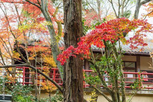 Obraz na płótnie 今熊野観音寺(京都府東山区)の紅葉 w salonie