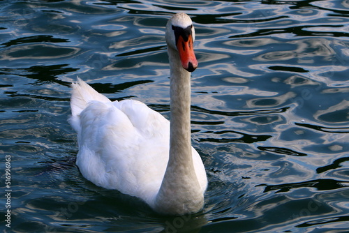 Fototapeta Naklejka Na Ścianę i Meble -  White swan on the lake