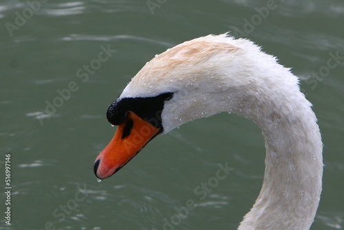 Fototapeta Naklejka Na Ścianę i Meble -  White swan on the lake