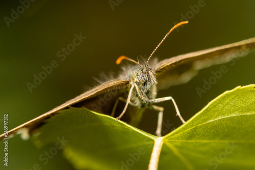 Ringlet butterfly (Aphantopus hyperantus) insect close up © Joel