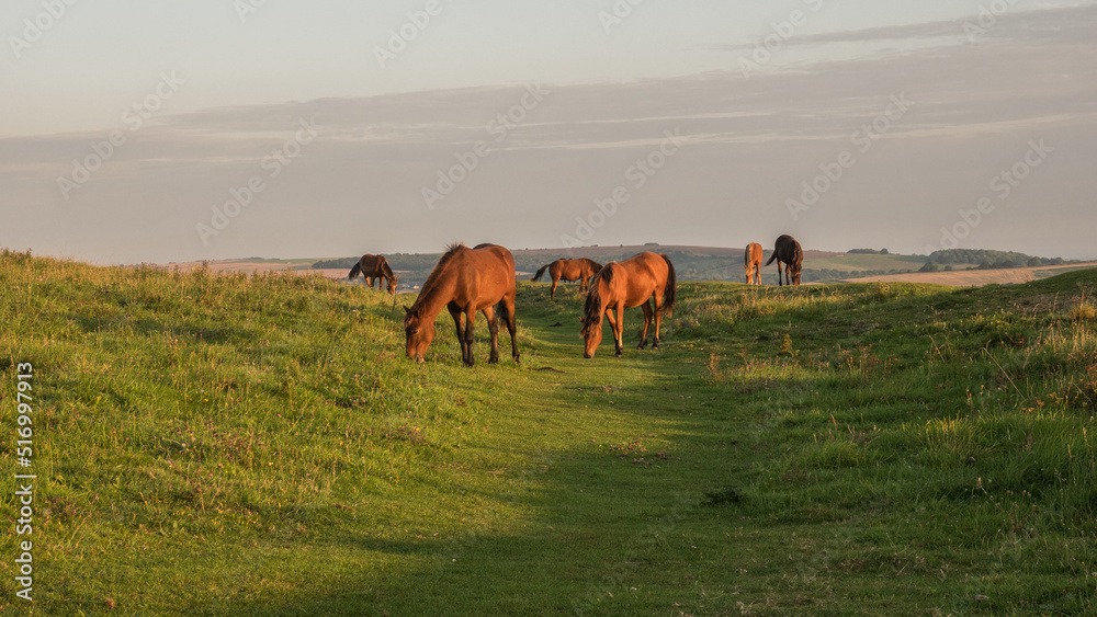 Obraz premium Ponies grazing on the South Downs