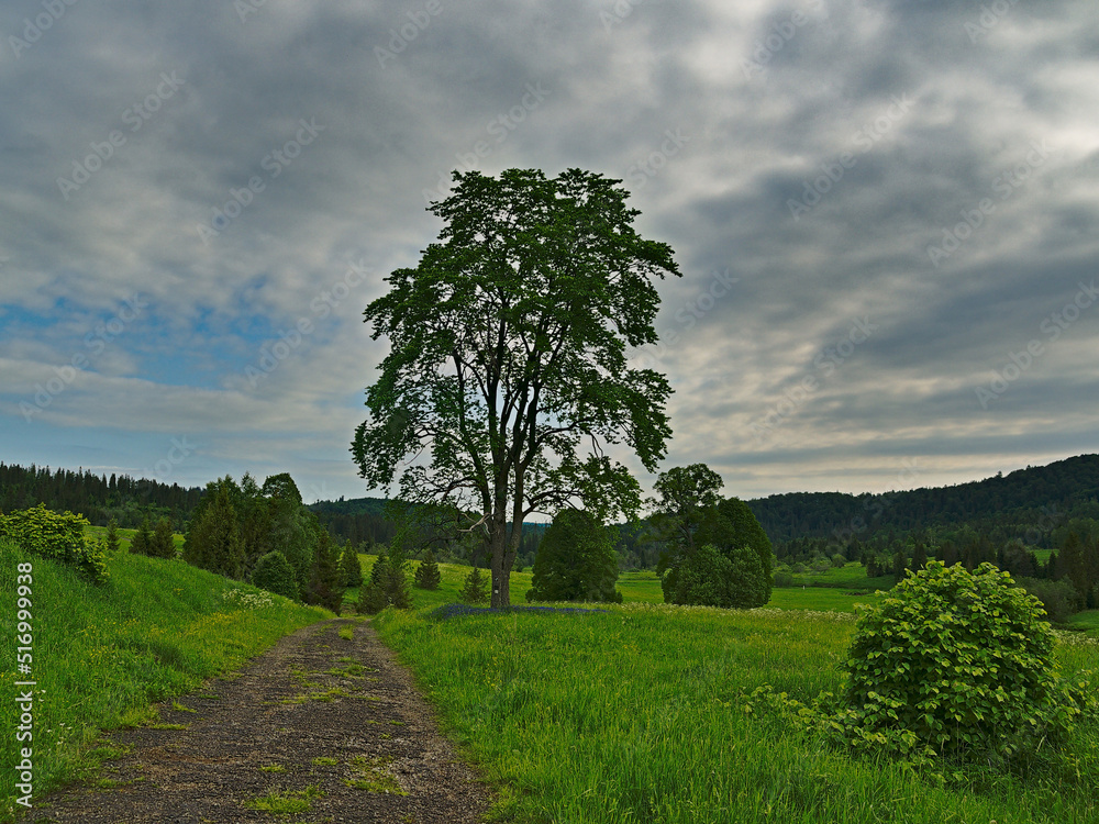 Bieszczady meadows, forests and flood plain in spring.