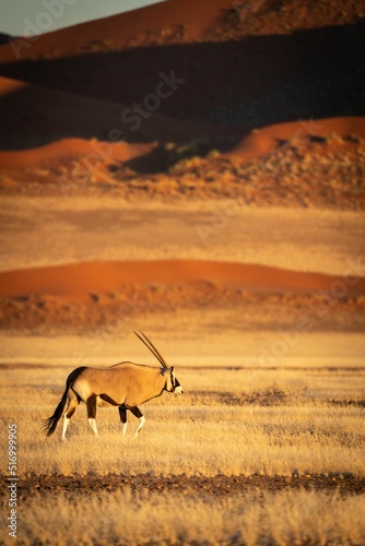 Vertical of gemsbok walking in the Namibia desert photo