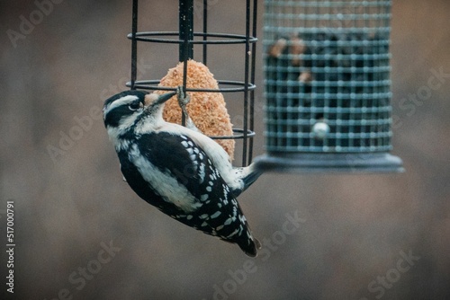 Closeup of the hairy woodpecker, Leuconotopicus villosus on the bird feeder. photo
