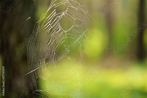 Spider web close-up.The shot of the big cobweb close-up with the background of summer forest.