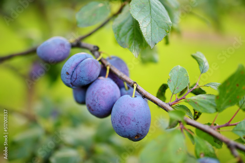 Purple plums on a tree branch in the orchard. Harvesting ripe fruits on autumn day. Growing own fruits and vegetables in a homestead.