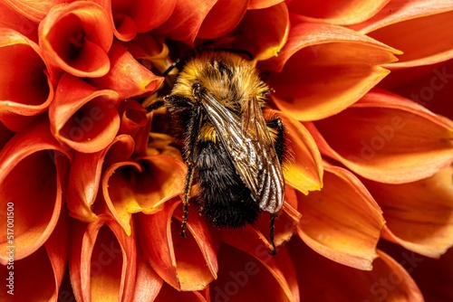 Macro shot of the tree bumblebee, Bombus hypnorum gathering nectar from the orange flower. photo