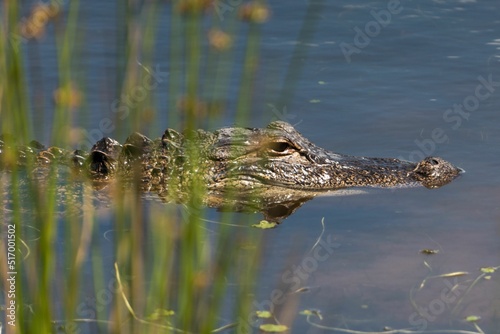Closeup of the crocodile floating on the water surface.
