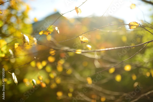 Beautiful golden leaves on a tree branch on autumn day