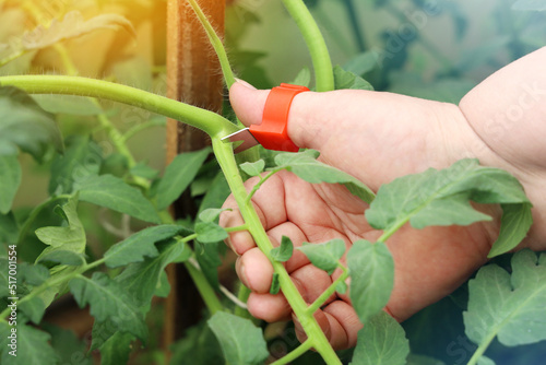 Chubby hand hold cutter to remove excess branches on tomato plant, cut off interferes for growth photo