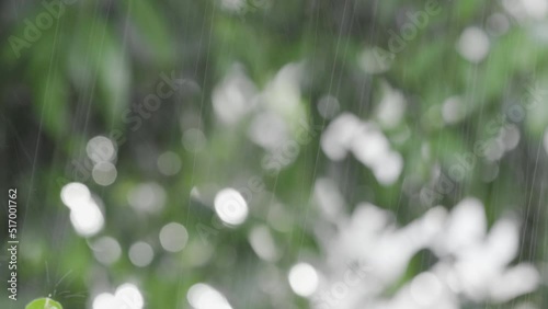 Green leaves of a tree in bokeh during the rain. Background for films and blogs about biology, health, climate change, global warming. High-quality shooting in 4k format