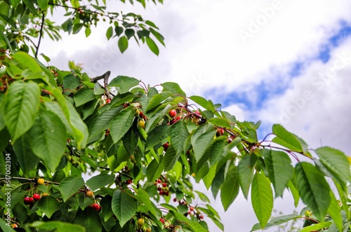 Foto Low angle shot of tree branches with cherries