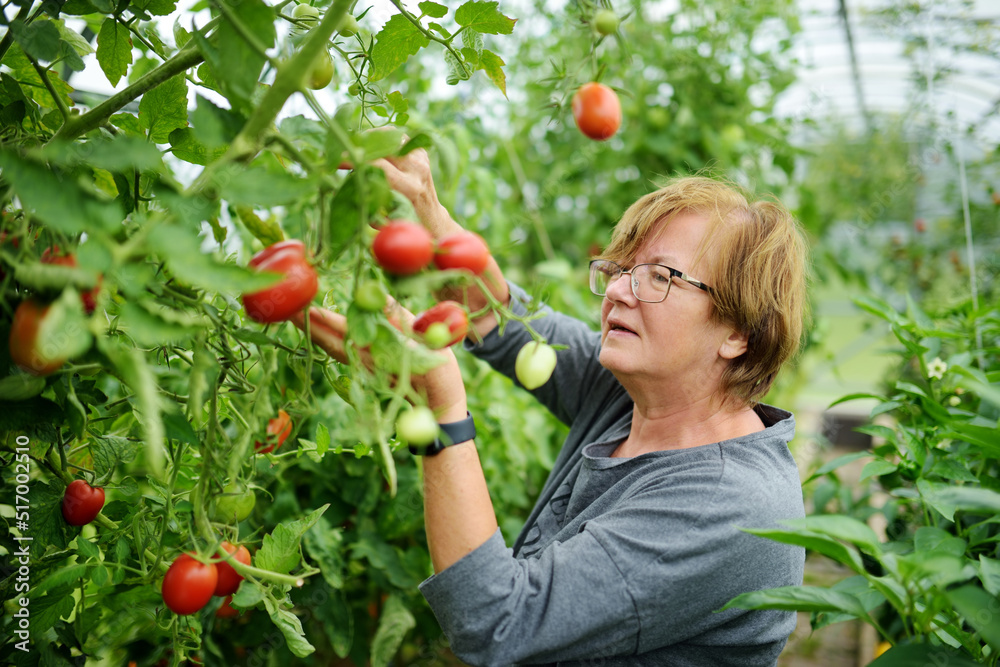 Woman harvesting ripe fresh tomatoe plants from a bush. Growing own fruits and vegetables in a homestead. Gardening and lifestyle of self-sufficiency.