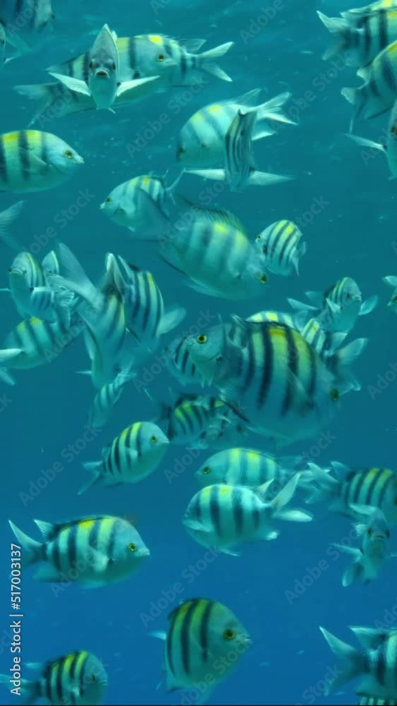 VERTICAL VIDEO: Tropical fishes of various species feeds in the surface ...