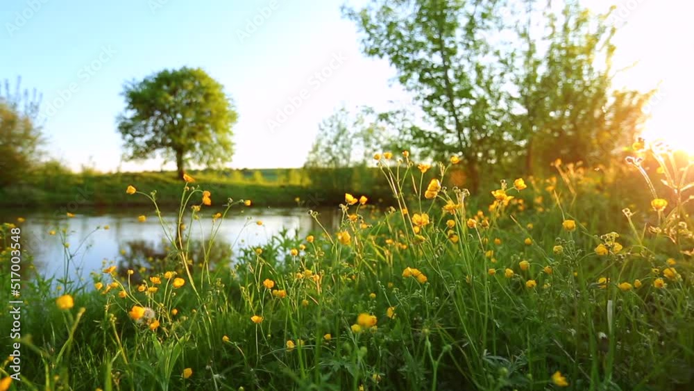 Spectacular spring morning on meadow near river with blooming wild flowers.