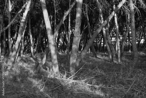 Obraz na płótnie Plantación pinos