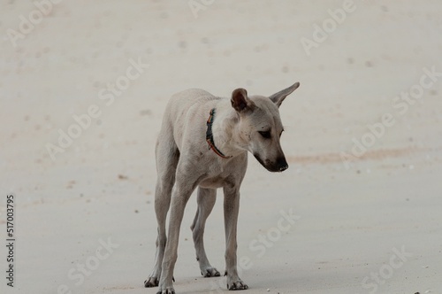 Closeup shot of an Aspin dog standing on a sand photo