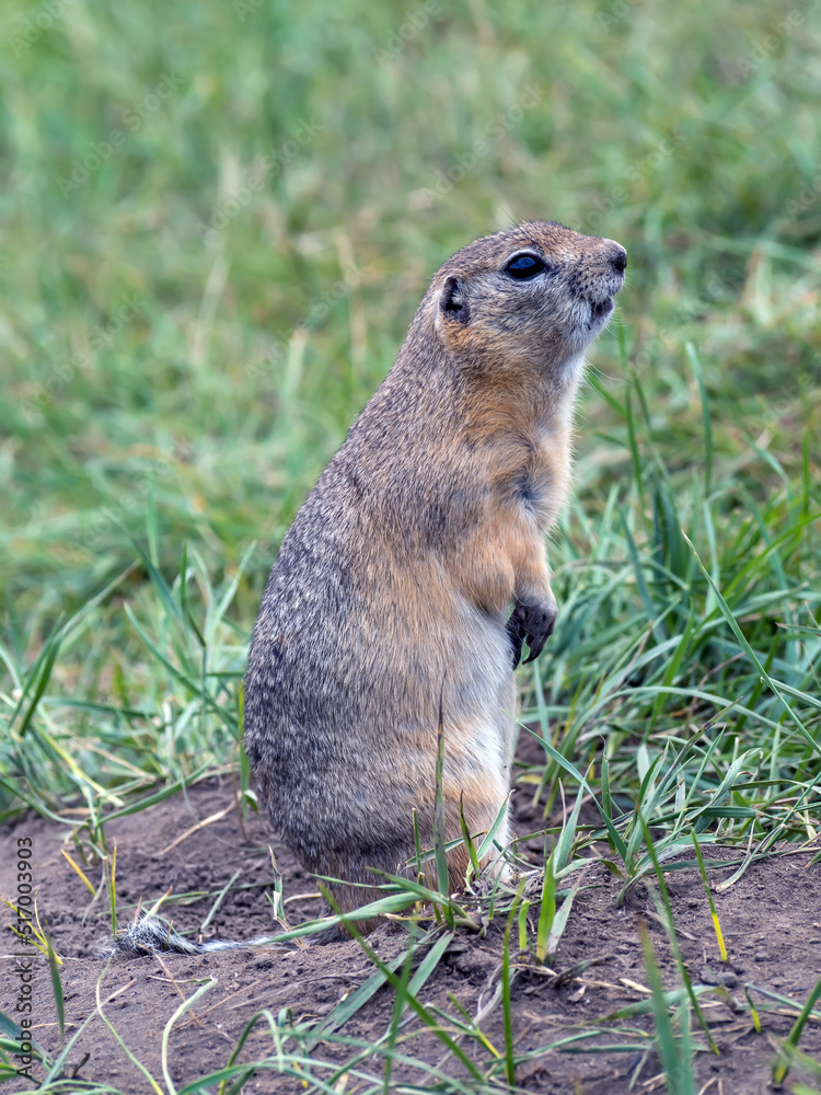 Profile portrait of the gopher standing on its hind legs on the lawn. Close-up, full length Profile portrait of the gopher standing on its hind legs on the lawn. Close-up, full length