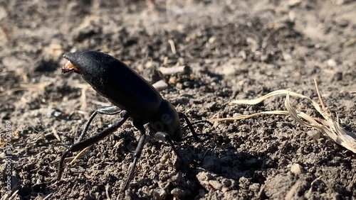 Darkling beetle (Tenebrionidae) beetle in a menacing pose. This is a largest family of beetles, with over 20,000 species. They live in Europe, Asia and America. photo