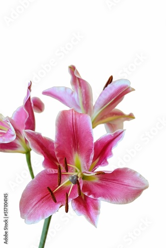 Bloom of pink Oriental Lily flowers, isolated on white background, clipping path photo