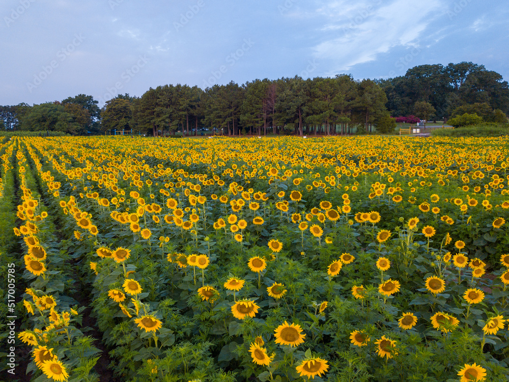 Obraz premium Aerial Drone View of Sunflowers At The Dorothea Dix Park Sunflower Fields in Raleigh, North Carolina.