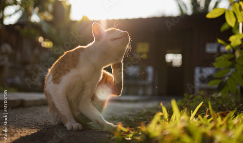 Photography Itchy cat try to scratching its skin