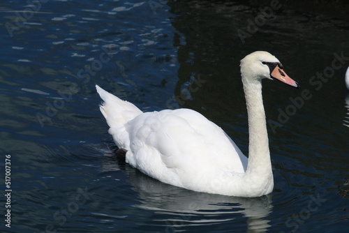 Fototapeta Naklejka Na Ścianę i Meble -  A closeup of a single white swan on a lake. Swans are still protected by the Crown and the Queen in the United Kingdom. This photo was taken on a warm and tranquil day.