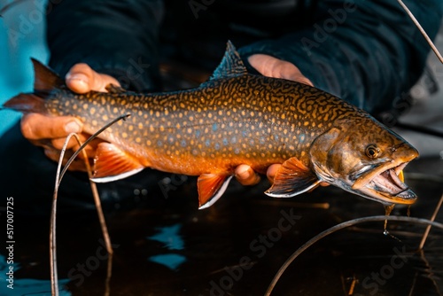 Closeup of a man holding a Brook trout above water in Argentina