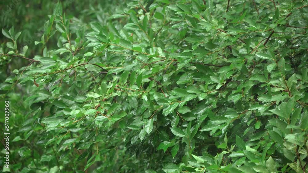 Tree with green leaves in rain. Heavy rainfall, bad weather. Tree with green leaves in rain. Heavy rainfall, bad weather.