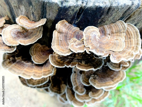 a fungus that grows on the edges of old wood photo