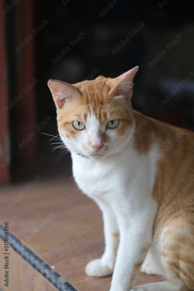 An orange cat on the car