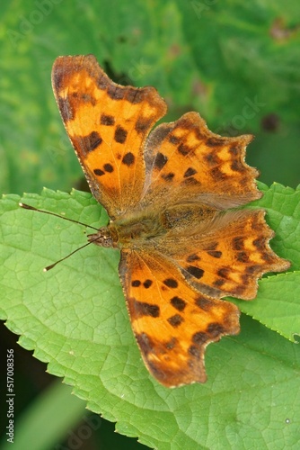 Vertical closeup on the Comma butterfly, sitting with open wings on a green leaf photo