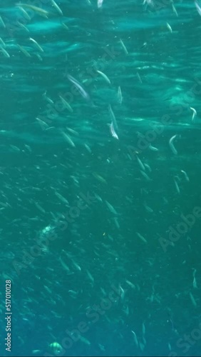 VERTICAL VIDEO: School of small fishes feeds in the surface water rich in plankton near coral reef. Visually distinguishable plankton-rich water layer (rarely seen phenomenon). Red Sea photo