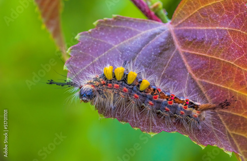 Rusty tussock moth caterpillar, Orgyia antiqua larva on leaf photo