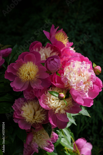 Bouquet of Beautiful Pink Peony Flowers with Light and Shade.