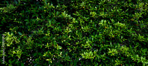 tropical leaves, abstract green leaves texture