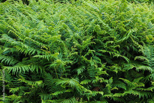Green fern bush natural background  wild fern leaves texture