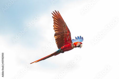 Red and Green Macaw