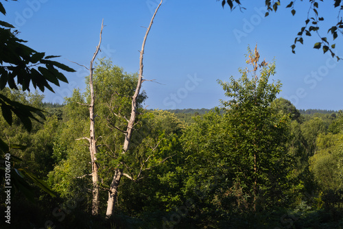 Looking out over Buchan Country Park photo