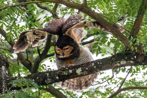 Spotted wood owl (Strix seloputo) perched on the tree photo