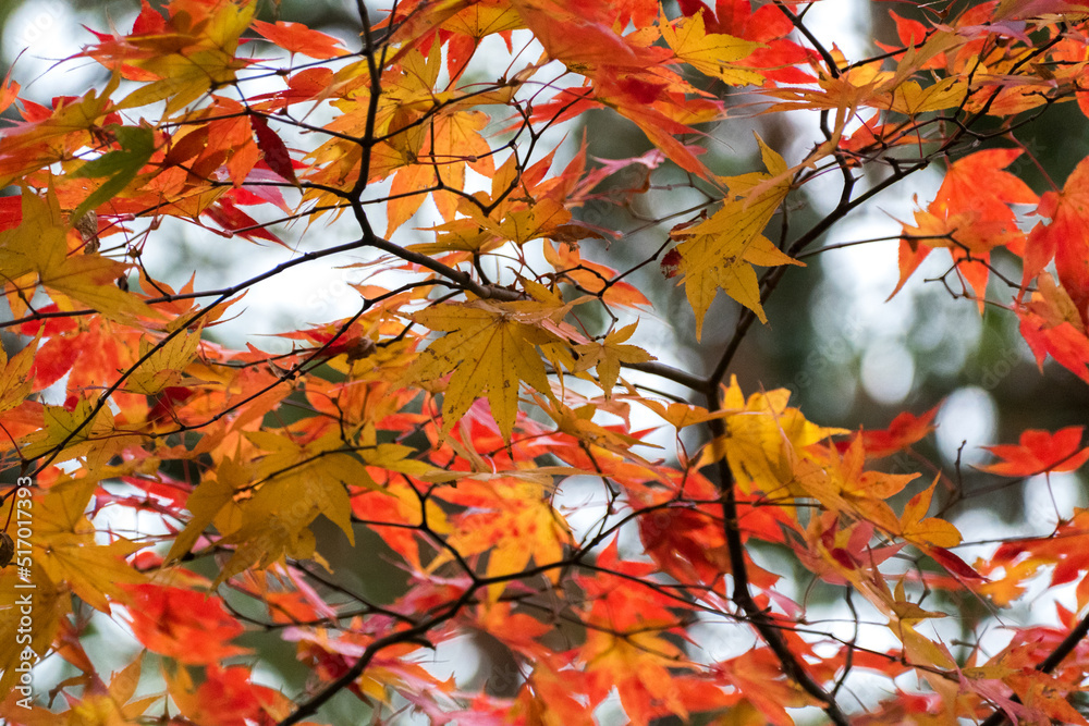 Autumn leaves in the nature