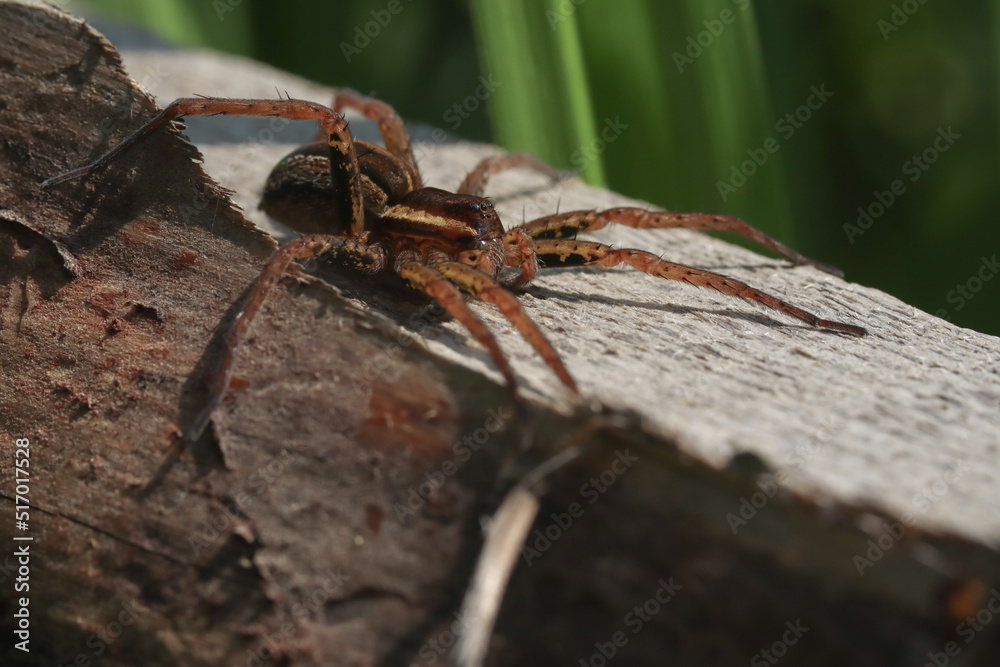 Obraz premium spider on the web, Raft spider in macro on a wooden bar