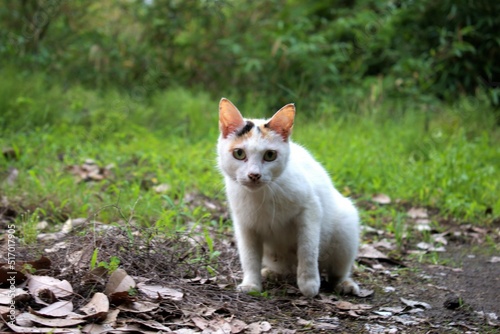 大分県　別府市　朝見で撮影した白猫